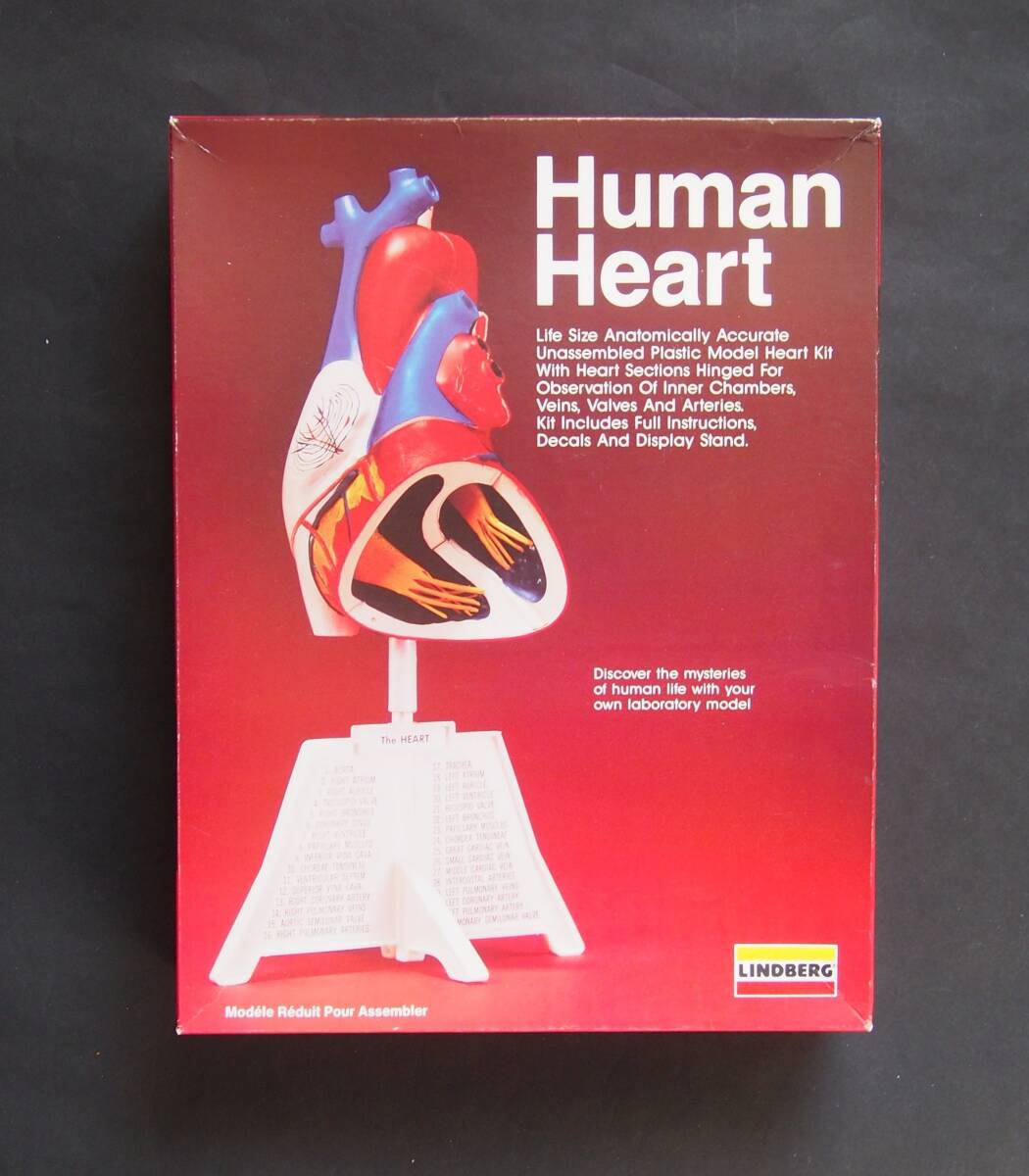 リンドバーグ ヒューマンハート 人体模型