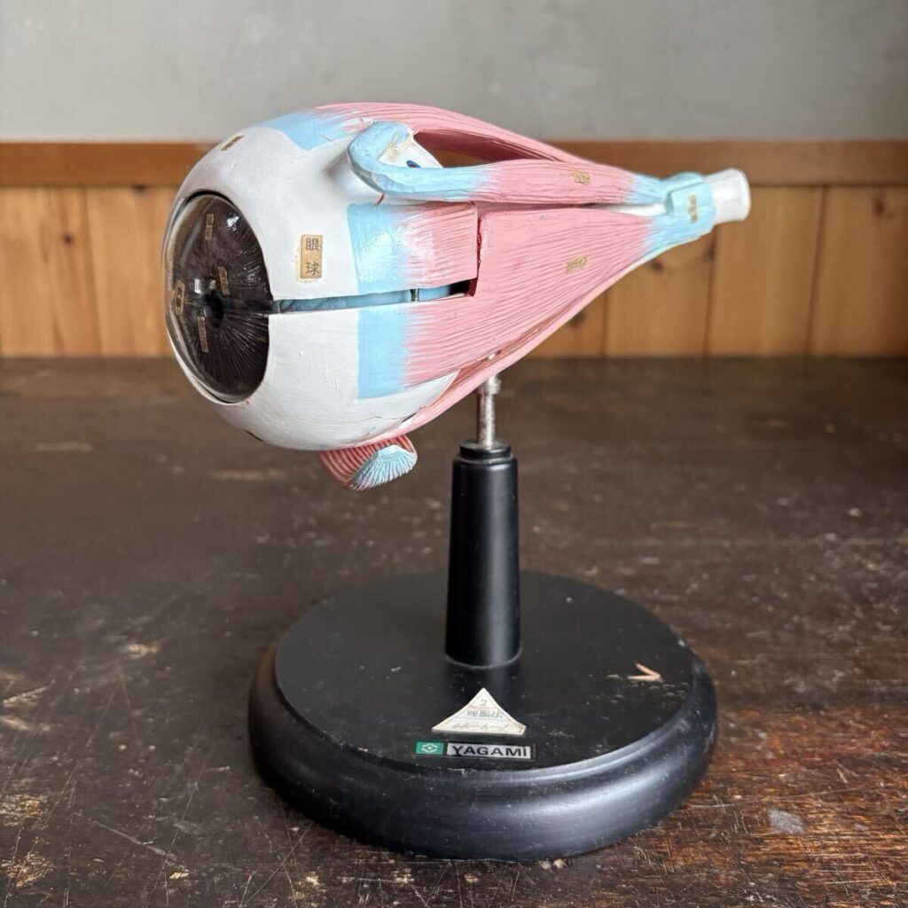 YAGAMI 眼球解剖模型 人体模型 教育教材