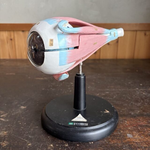 YAGAMI 眼球解剖模型 人体模型 教育教材