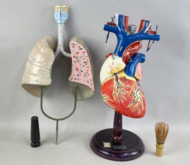 京都科学 心臓・肺・呼吸器模型 2点セット 人体模型