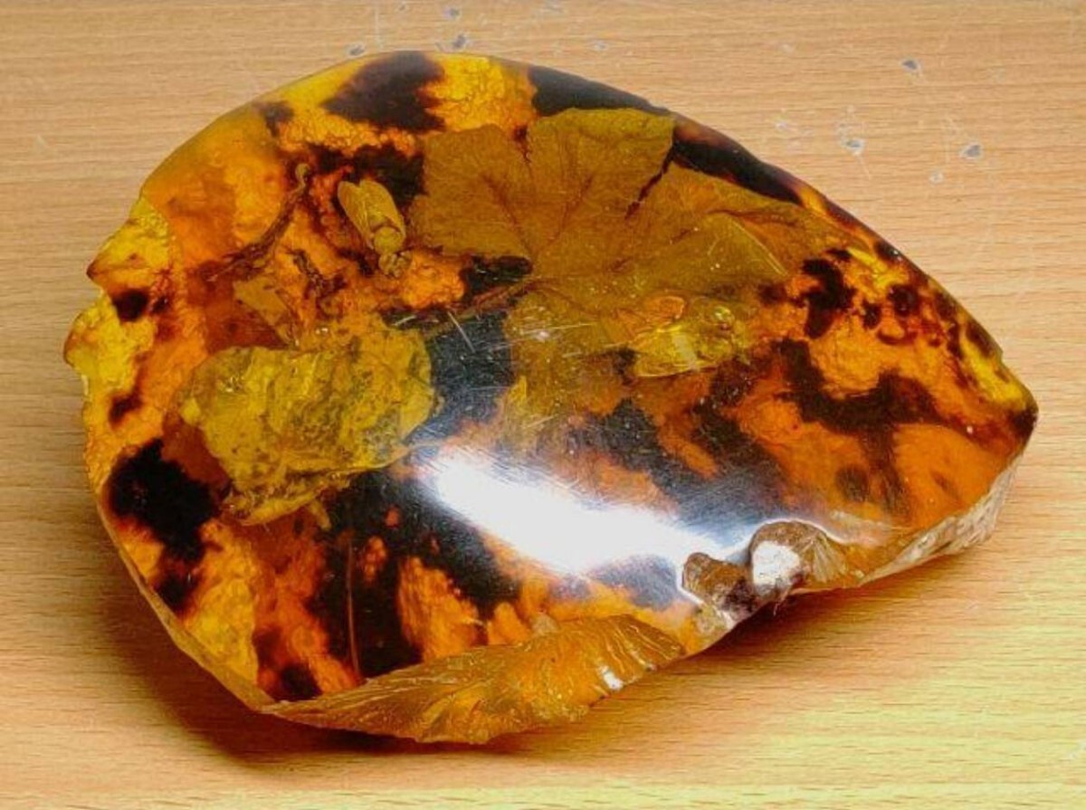 虫入り琥珀 アンバー 化石 原石 101g