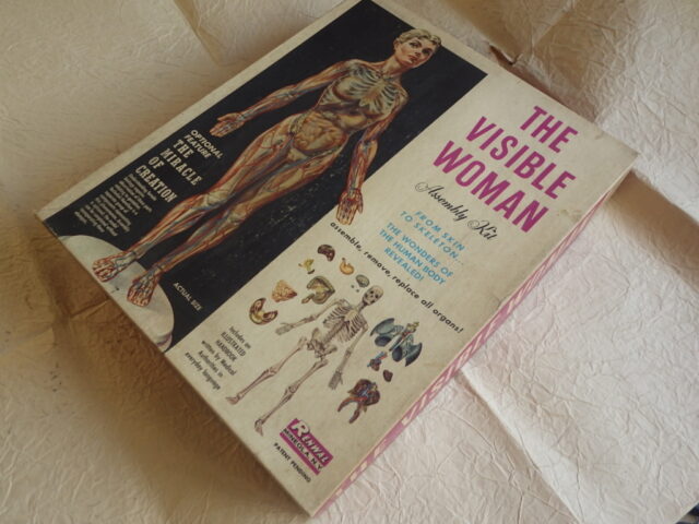 RENWAL THE VISIBLE WOMAN プラモデル 女性人体模型