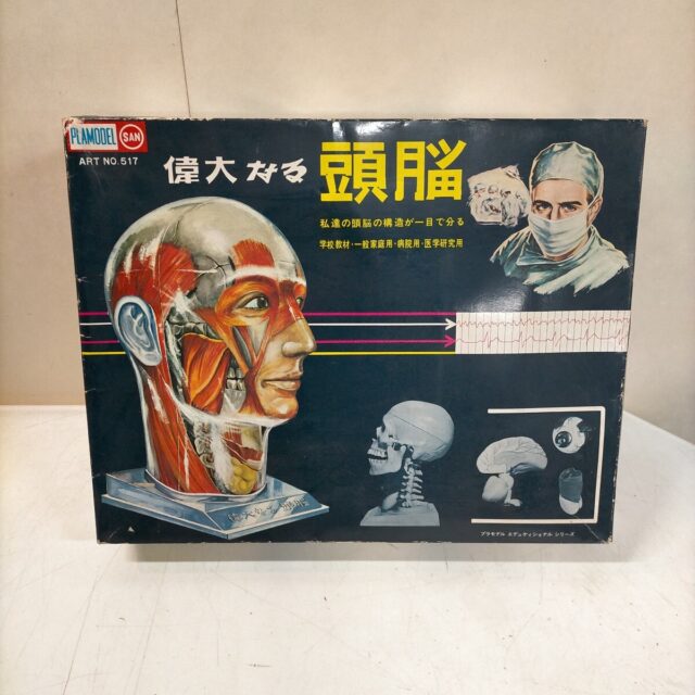 マルサン 偉大なる頭脳 人体模型 プラモデル 未組立