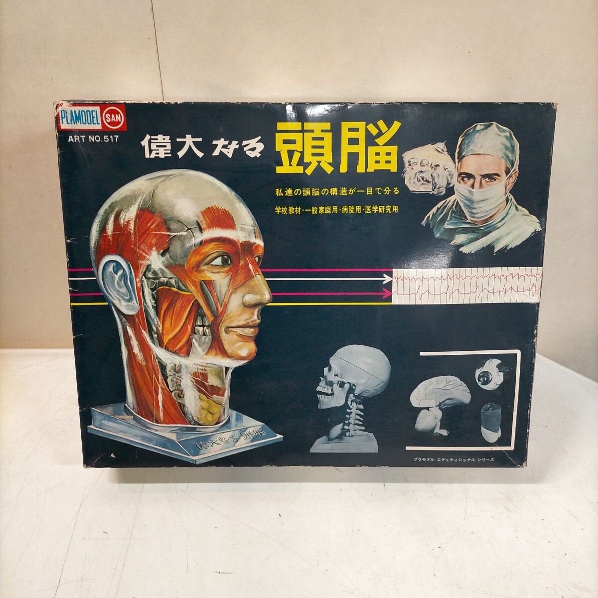 マルサン 偉大なる頭脳 人体模型 プラモデル 未組立
